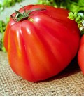 Tomate "Cuor di bue", Graines Biologiques Minigarden